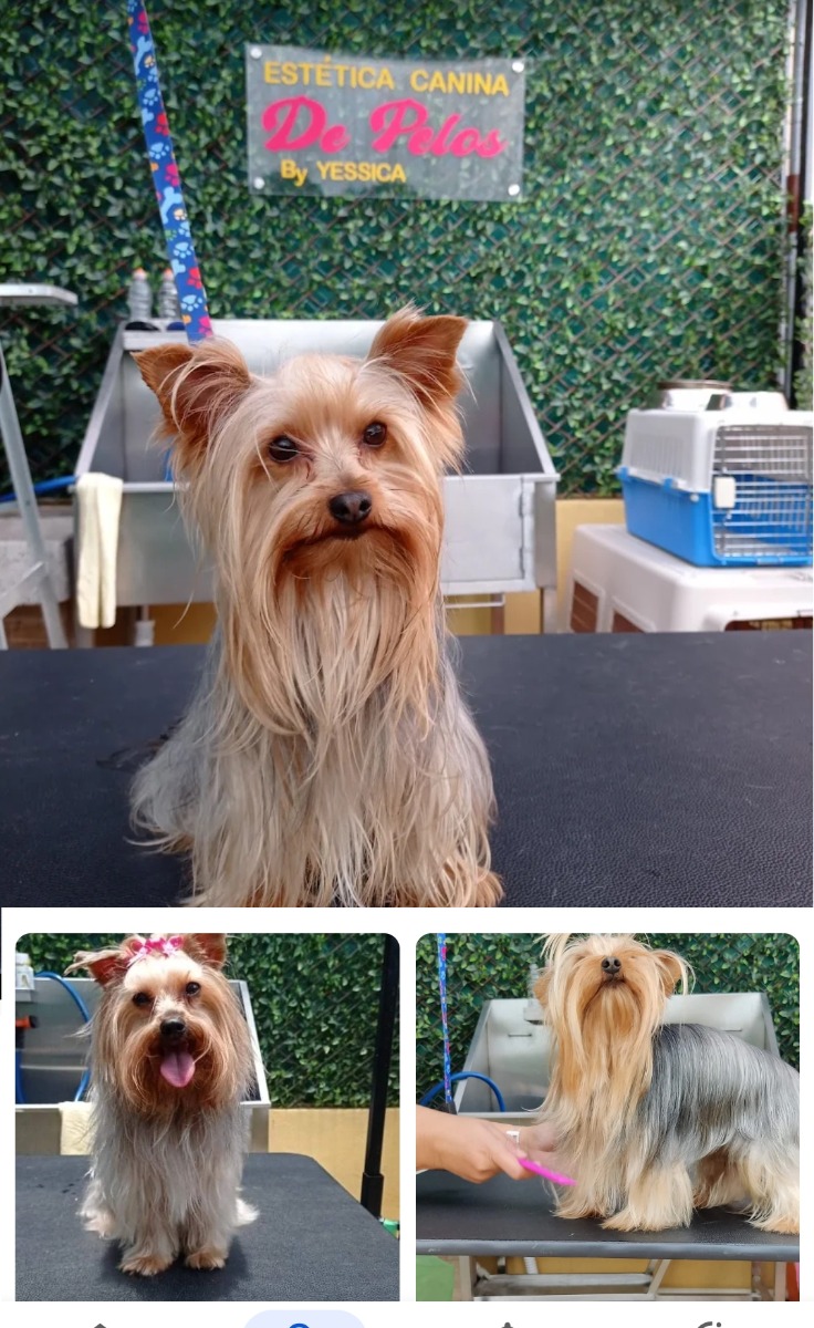 ESTÉTICA CANINA "DE PELOS"