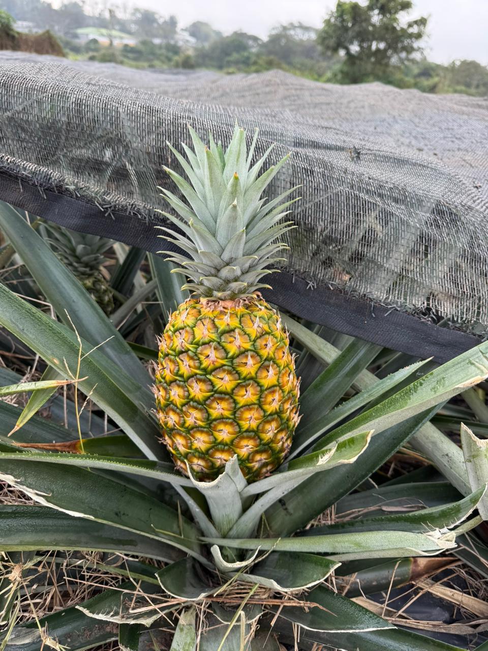 Distribuidora de frutas 